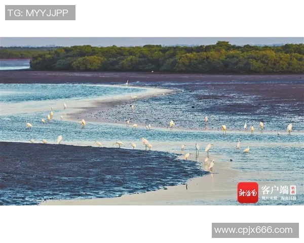 迈阿密马林鱼的魅力探秘与生态保护之路